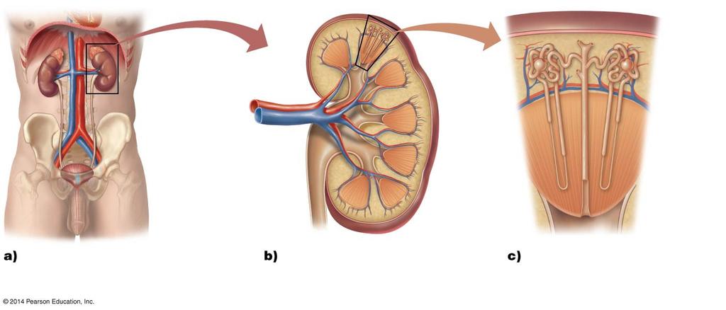 Cortex Kidney Renal artery Renal vein Nephrons Aorta Inferior vena cava Ureter Renal pelvis Bladder Ureter Cortex Medulla Medulla Collecting duct