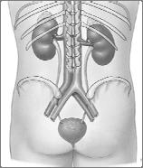specialized for transport, storage, and excretion of urine Transport, Storage, & Excretion Ureters Ureters