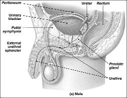 sphincter Detrussor muscle Contraction forces urine into urethra Transport,