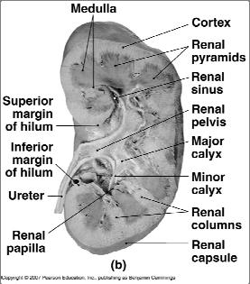 The Structure of the Kidney Internal Anatomy