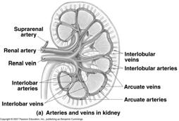 Renal artery Interlobar arteries Arcuate arteries Interlobular arteries Afferent arteriole to nephron Efferent arteriole from nephron Interlobular veins Arcuate veins Interlobar veins Renal Vein