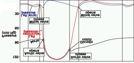 ELECTROCARDIOGRAM AND PERIPHERAL CIRCULATION The arterial system functions as a pressure reservoir.