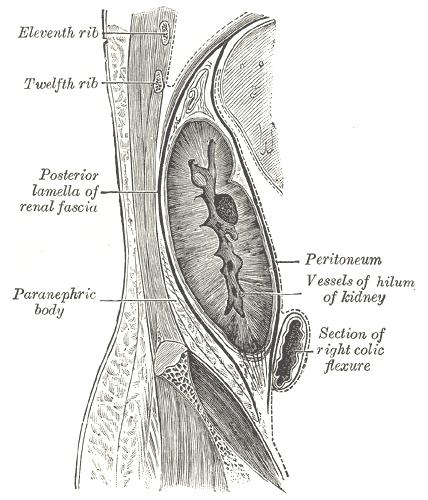 TOPOGRAPHY OF THE KIDNEYS The adipose capsule, which is thickest at the margins of the kidney and is prolonged through the hilum into the renal sinus.