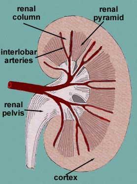 THE KIDNEY The kidney is composed of an internal
