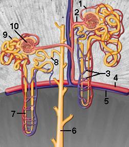 BLOODVESSELS OF THE KIDNEY From the arcuate arteries arise straight arteries directed toward the cortex,
