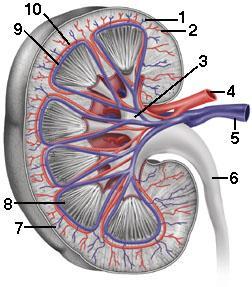 The renal artery near the hilum divides into 3 to 5 branches.