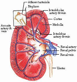 the kidney.