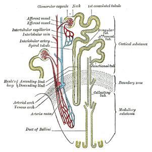 THE NEPHRONS The nephron is a functional unit of the kidney.