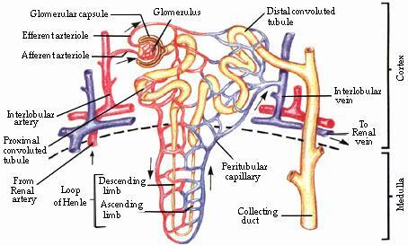 THE NEPHRON The collecting tubule is the continuation of the DCT and is developed from