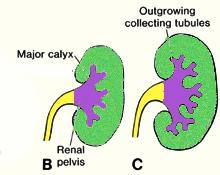 DEVELOPMENT OF KIDNEY The ureteric bud divides and branches forming