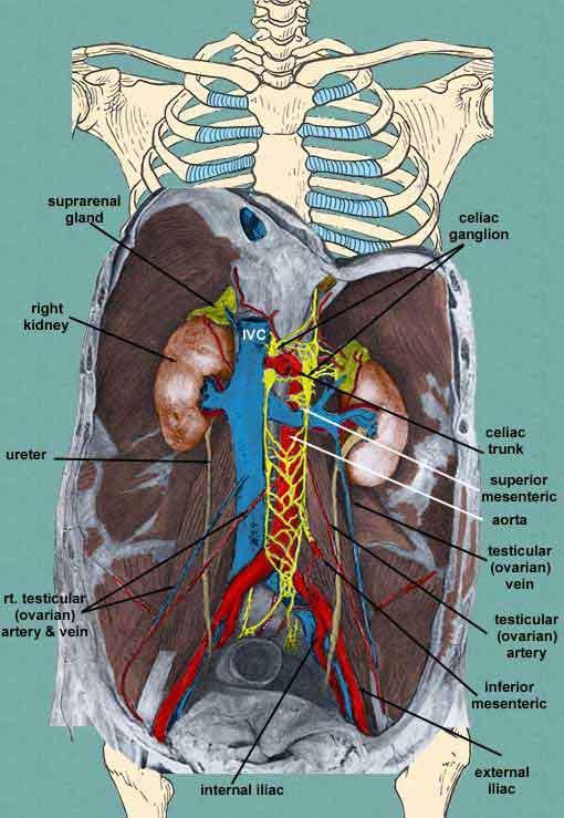 THE URINARY SYSTEM URINARY SYSTEM The kidneys are