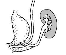 DEVELOPMENT OF THE KIDNEY The ureteric bud grows laterally and invades