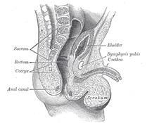 THE URINARY BLADDER The minor calyces merge to form major