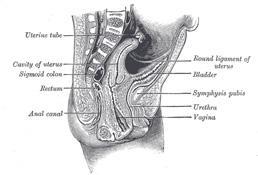 renal pelvis (still within the kidney).