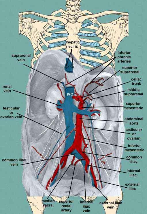 THE URINARY SYSTEM The kidneys are situated in the posterior part of the abdomen, one on either side