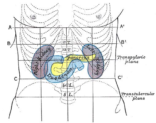 SURFACE MARKINGS OF KIDNEYS The kidneys lie partly under cover of the lower thoracic ribs.