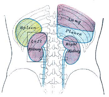 lower thorax or upper abdomen.