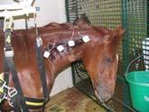Dr. Rebecca Paulekas Studies on equine electrotherapy are lacking Standardized and established methods in man and