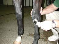 testing in horses Therapeutic Ultrasound Experimental studies on horses provide evidence of effect from ultrasound therapy Increase heat within