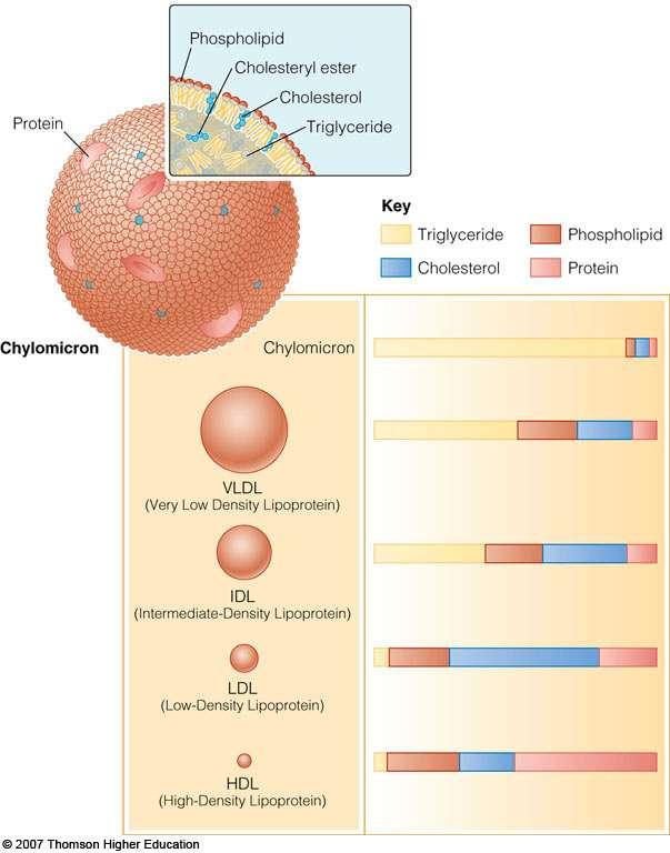 Lipoproteins Each contains different kinds and amounts of lipids and proteins The more