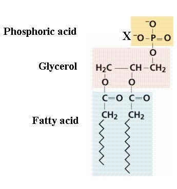 Hydrophobic lipids