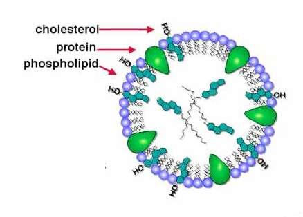 Structure of lipoprotein Hydrophobic lipids (TG, CE) in the
