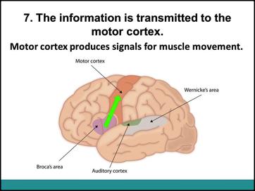 2. Ask the students where is the thalamus going to send information about language? What is the next stop for the information? 5. The information is transmitted from the thalamus to Wernicke s Area.