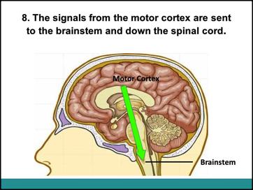 2. Ask the students- Why must the information go to the motor cortex? The information has to go to the motor cortex because Sam wants to read the story to Pam.