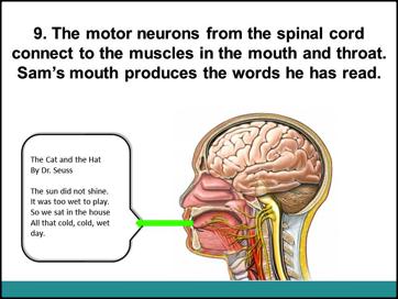 The signals from the motor cortex are sent to the brainstem and down the spinal cord. 9. The motor neurons from the spinal cord connect to the muscles in the throat and mouth.