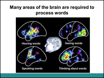 They should also be aware that the auditory cortex would be required because she is hearing him read the story and not reading it herself. Many areas of the brain are required to process words.