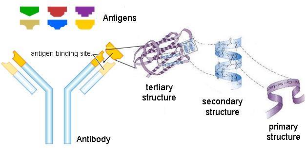 Immune Recognition Antigen Epitope Receptor