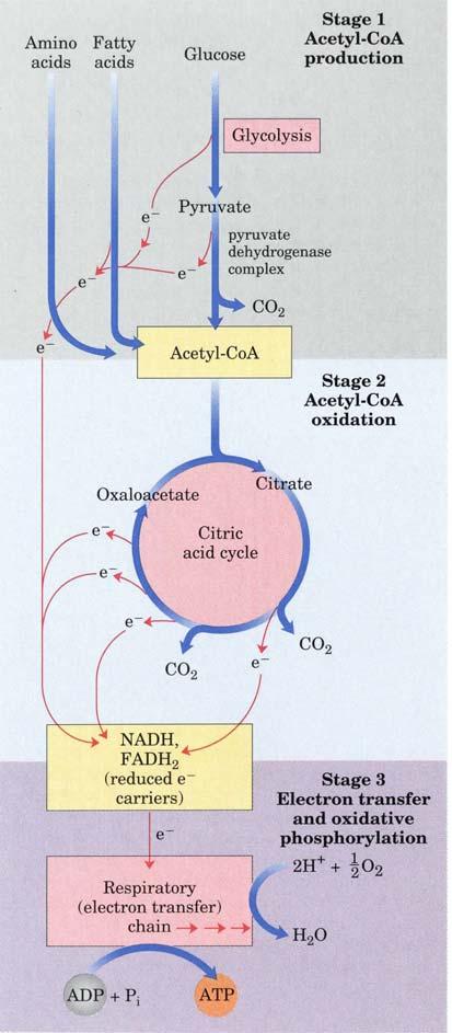 The oxidation of fatty acids yields significantly more energy per carbon atom than does the oxidation of carbohydrates.