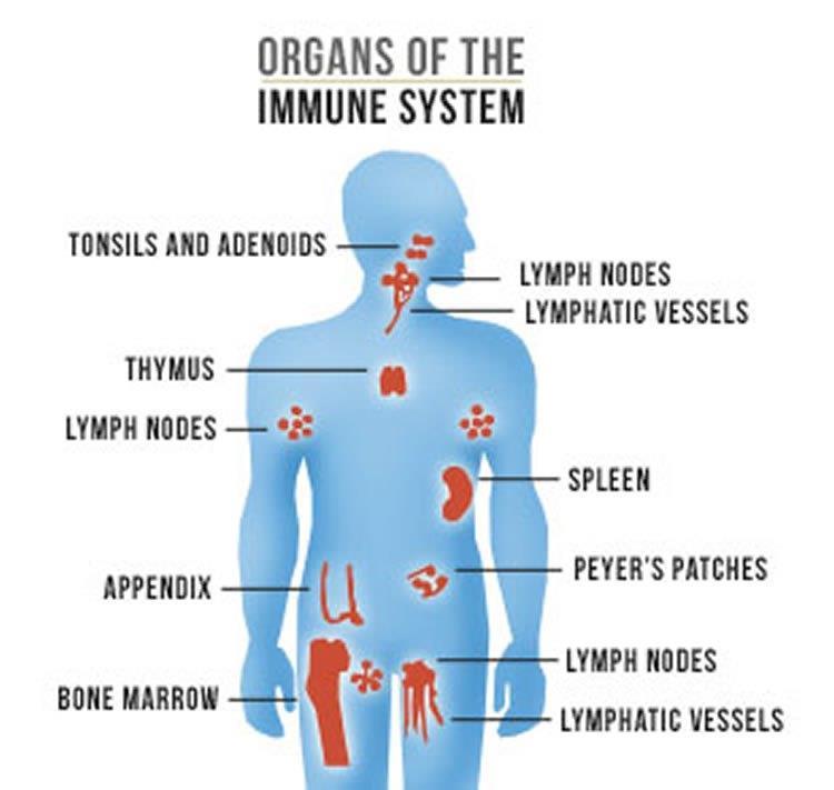 The immune system s job is to defend the body. It is activated by invading organisms. Most respiratory symptoms are caused by the immune system in the gut.