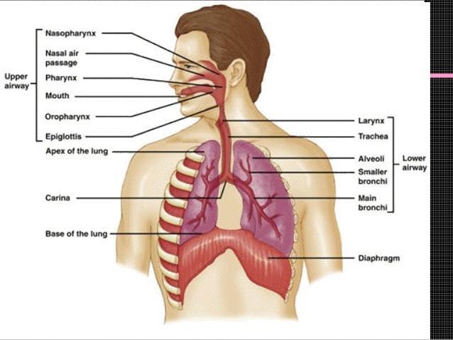 The Incredible Respiratory System The respiratory system is designed to deliver oxygen to the blood stream And remove the carbon dioxide (CO2) As a waste product.