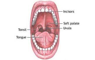Major Lympha'c Organs Tonsils masses of lympha-c -ssue that filter inters--al (intercellular) fluid three pairs of tonsils (1) pala-ne: so_ palate (removed in tonsillectomy) (2)