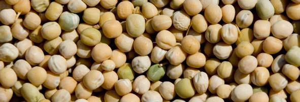 KEY CONSIDERATIONS WITH FIELD PEAS: Formulate on a digestible amino acid basis Low in methionine and tryptophan Grind to 650 to 750 microns Variation in nutrient content based on variety Breakeven