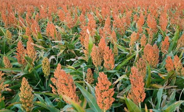 Nutrient Profiles and Feeding Recommendations Grain sorghum can totally replace the corn in all swine diets.