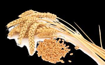 Feeding and Handling The low bulk density of wheat midds will decrease the bulk density of the final diet. To increase bulk density, wheat midds are often sold in a pelleted form.