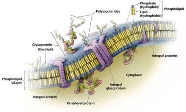 Bacteria without Cell Walls Mycoplasma Sterols in cell membrane Chlamydia Cell membrane + outer membrane No peptidoglycan Prokaryotic Cytoplasmic