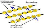 tetrapeptide crossbridges Types of bacterial cell walls Gram-positive Thick