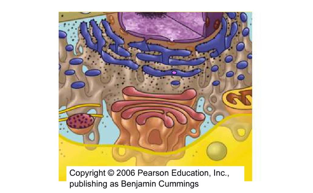 Animation: Lysosome Formation