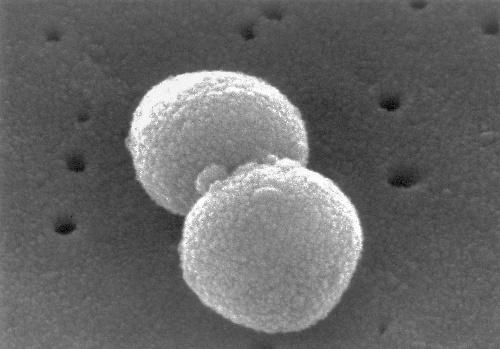 Microbial etiology of disease 5 Figure 1.1 Scanning electron micrograph of a diplococcus. Image provided by Dr Richard Facklam.