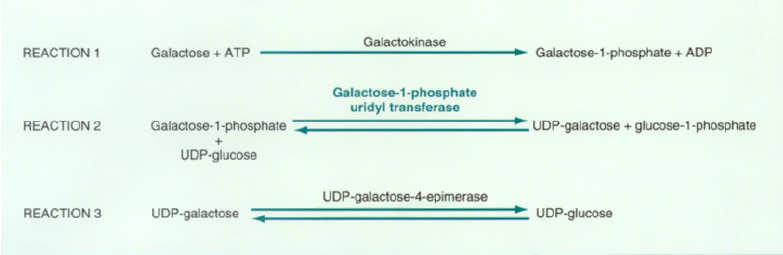Molecular basis lactose Splint into glucose & galactose Galacatose converted to glucose in 3 steps Major carbohydrate in mammalian milk Glucose enters Krebs cycle Galactose coverted to glucose in 3