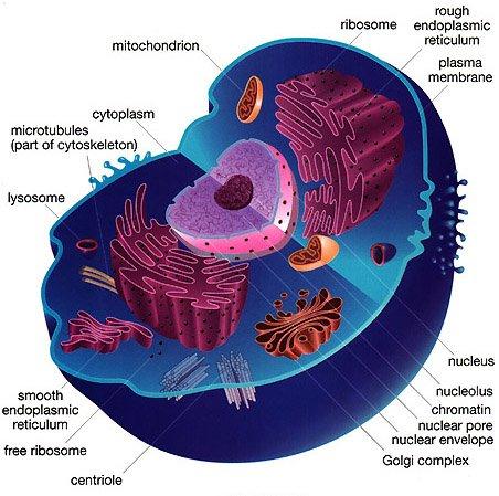 EUKARYOTIC CELL STRUCTURE Organelles- specialized organs in the cell. Cells are divided into 2 main parts.