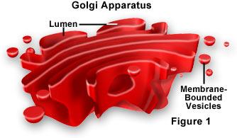 GOLGI APPARATUS Golgi Apparatus- modifies, sorts, and packages proteins and other materials