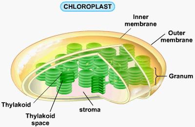 MITOCHONDRIA AND CHLOROPLASTS Mitochondria- organelles that convert the chemical energy stored in food