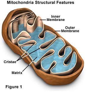 The inner membrane is folded up inside the organelle.