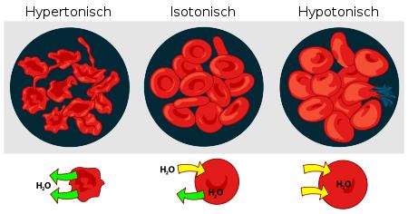 OSMOTIC TERMS Isotonic- concentration inside cell and outside cell are the same.