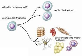 STEM CELLS Stem Cells- an unspecialized cell that can reproduce