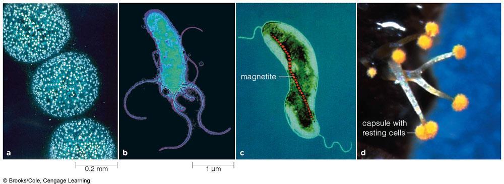 Metabolically Diverse Proteobacteria Thiomargarita namibiensis strips electrons from sulfur Helicobacter pylori